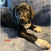 Lola