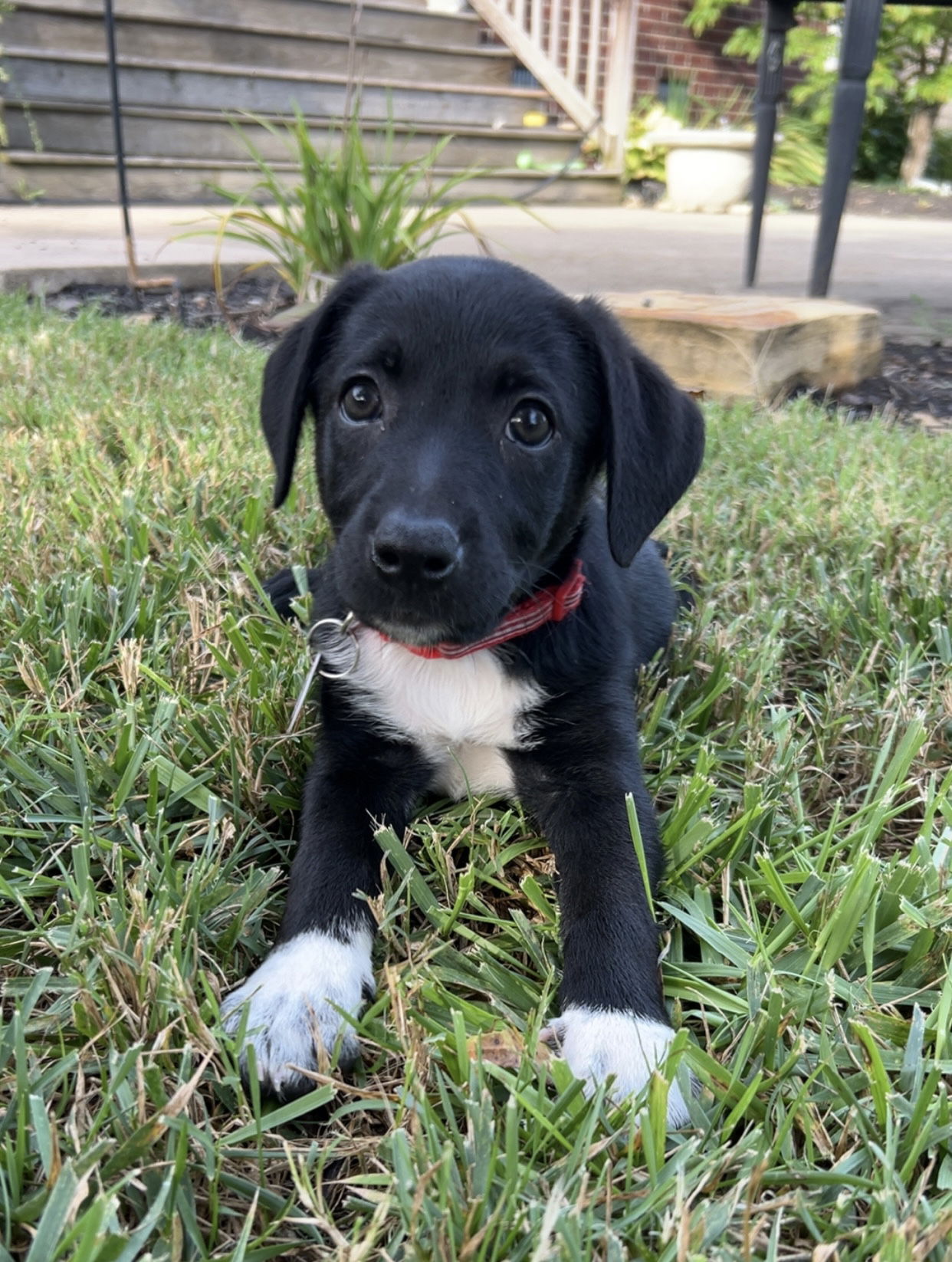 adoptable Dog in Nashville, TN named Lola