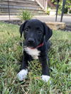 adoptable Dog in  named Lola