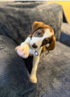 Daisy