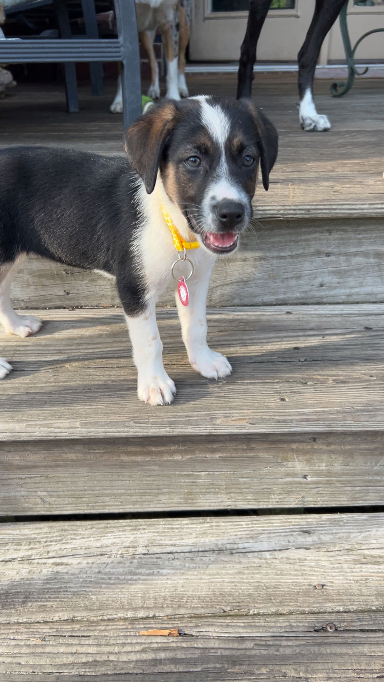 adoptable Dog in Nashville, TN named Lexy