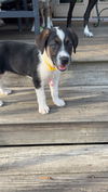 adoptable Dog in  named Lexy