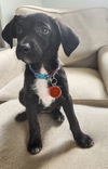 adoptable Dog in  named Lorraine