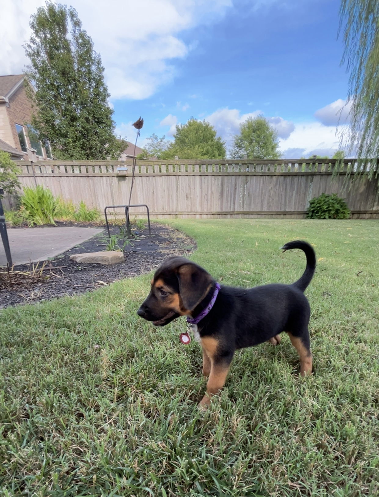 adoptable Dog in Nashville, TN named Livy
