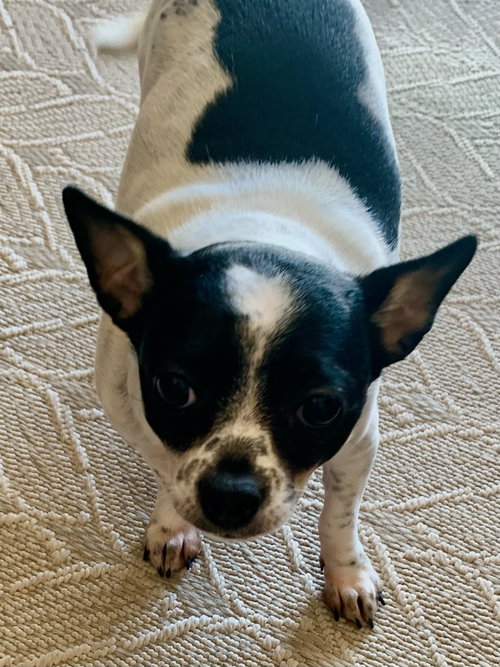 picture of the dog needing adoption