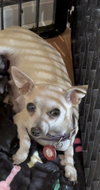 Chloe