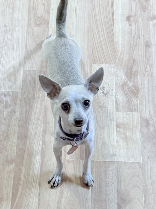 Chloe