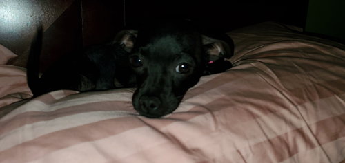 Izzy
