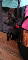 Izzy