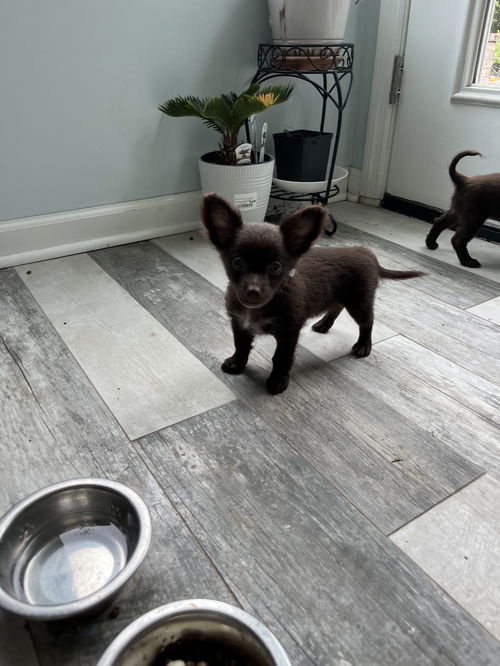 Cherry (adoption pending)