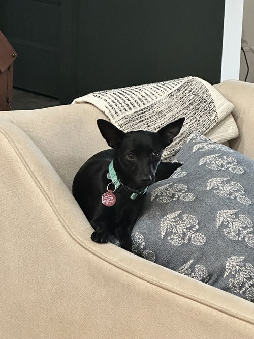 Cece