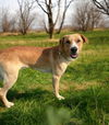 adoptable Dog in  named Stayton