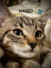 Mateo