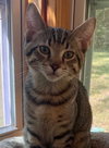 Milo
