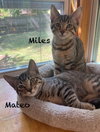 Milo