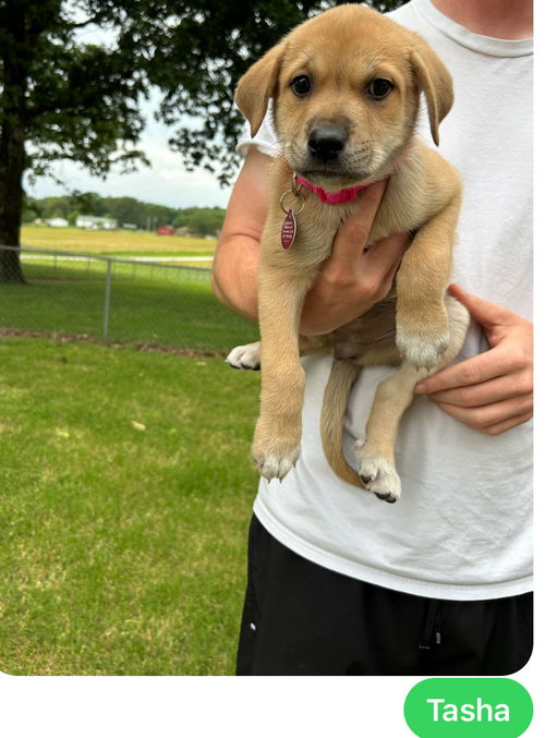 Tasha