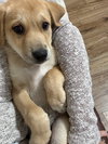Della