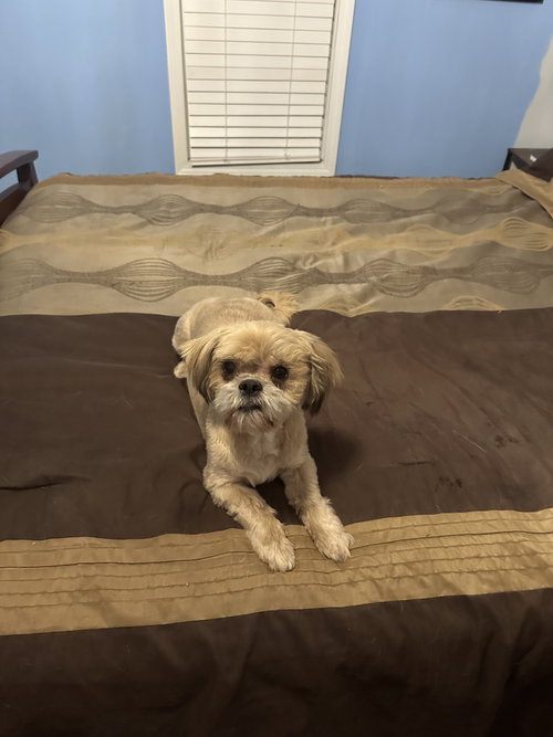 Louie