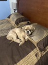 Louie