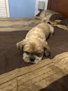 Louie