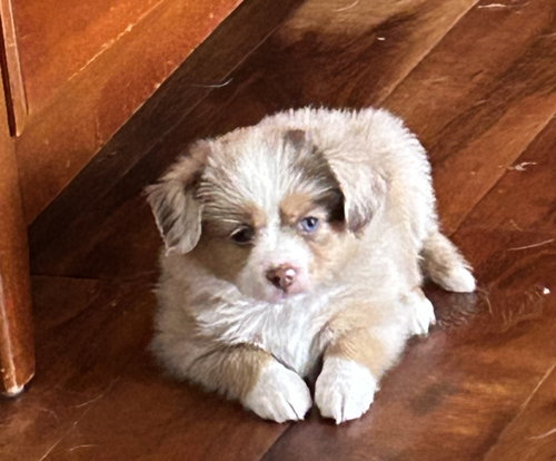 Mable