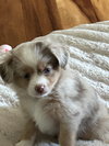 Mable