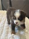Monty