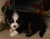 Monty