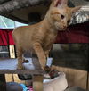 Sampson
