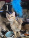 Sampson