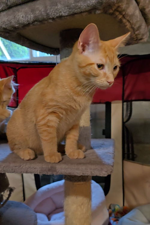 Sampson