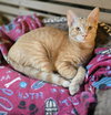 Sampson