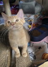 Jasper