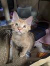 Jasper