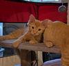 adoptable Cat in  named Jasper