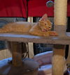 Jasper