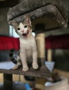 adoptable Cat in  named Sparky