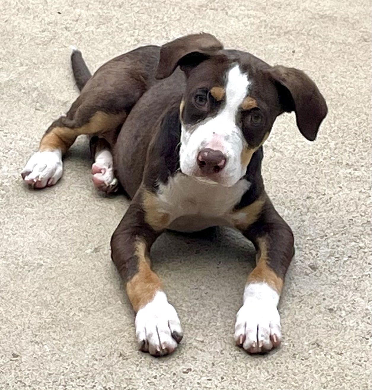 adoptable Dog in Nashville, TN named Alyvia