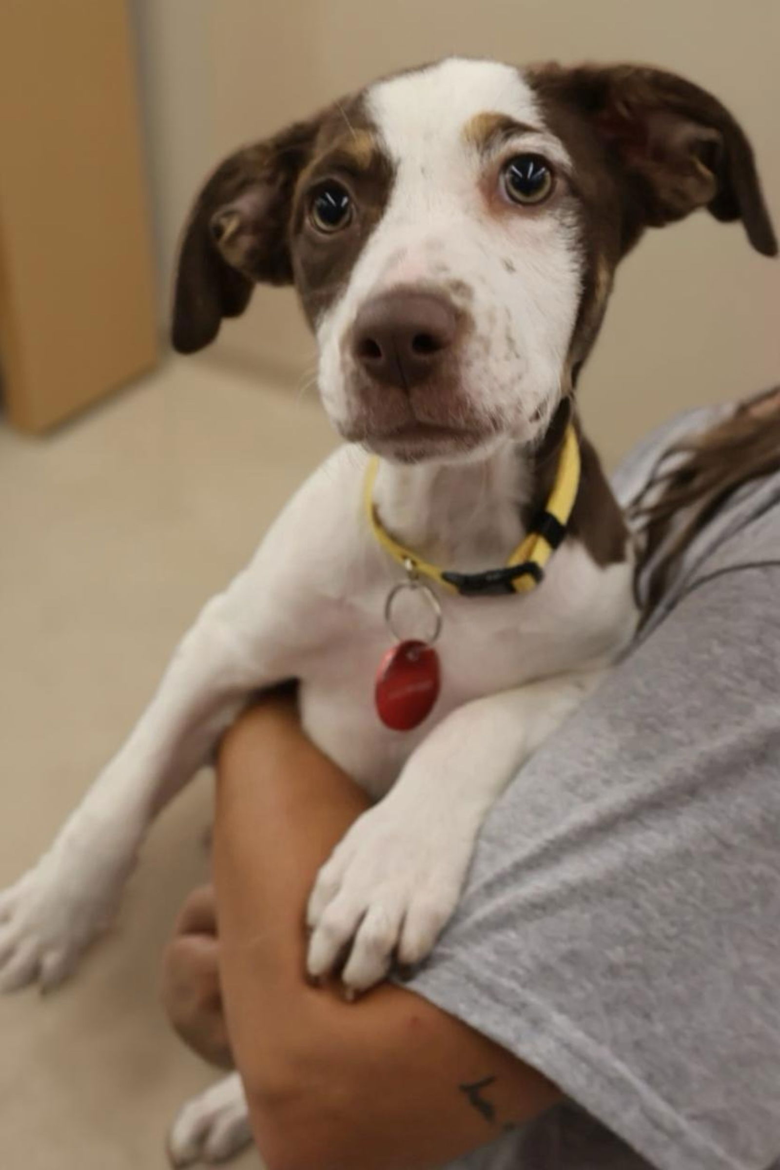 adoptable Dog in Nashville, TN named Ariah