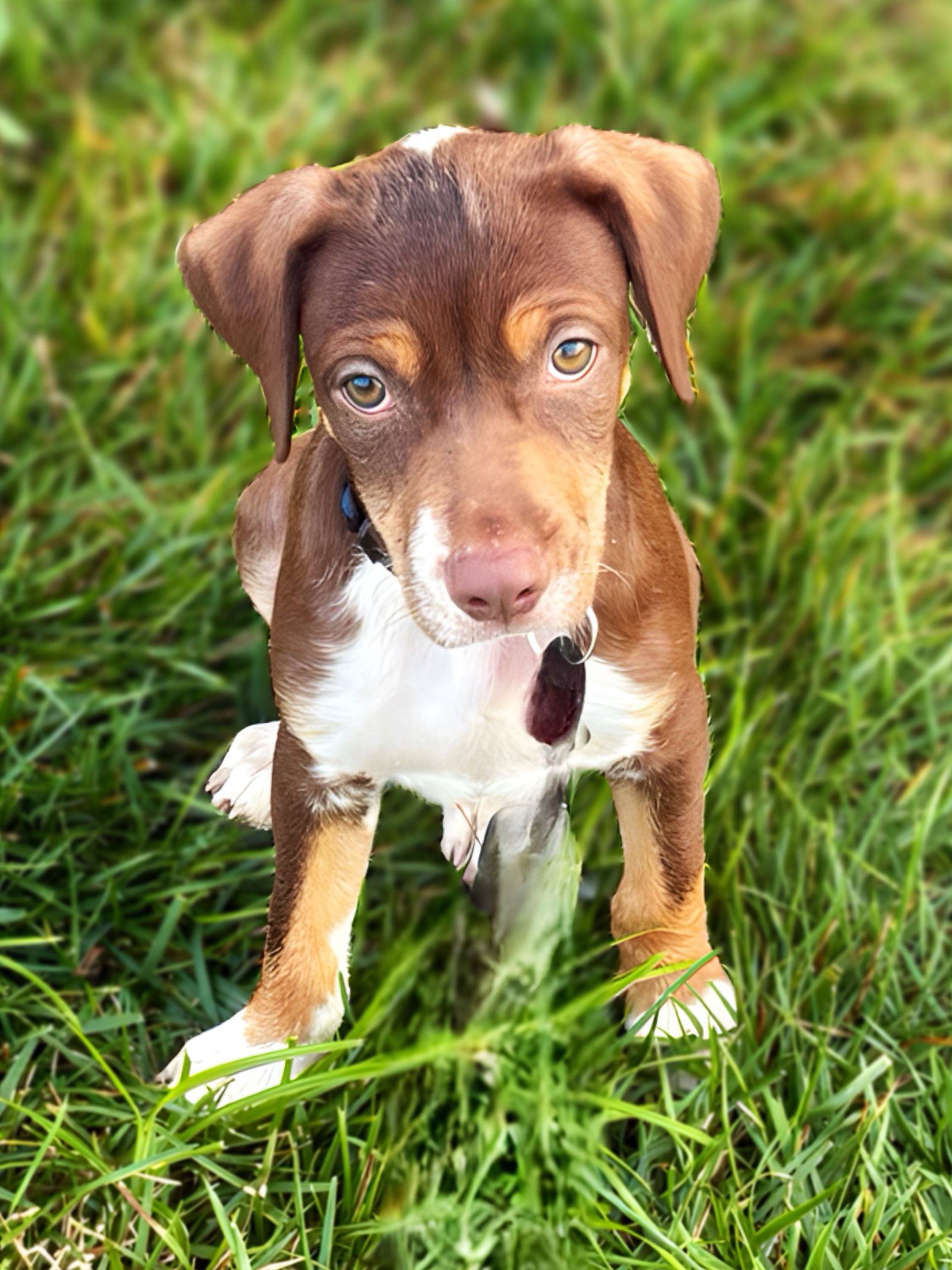 adoptable Dog in Nashville, TN named Arnold