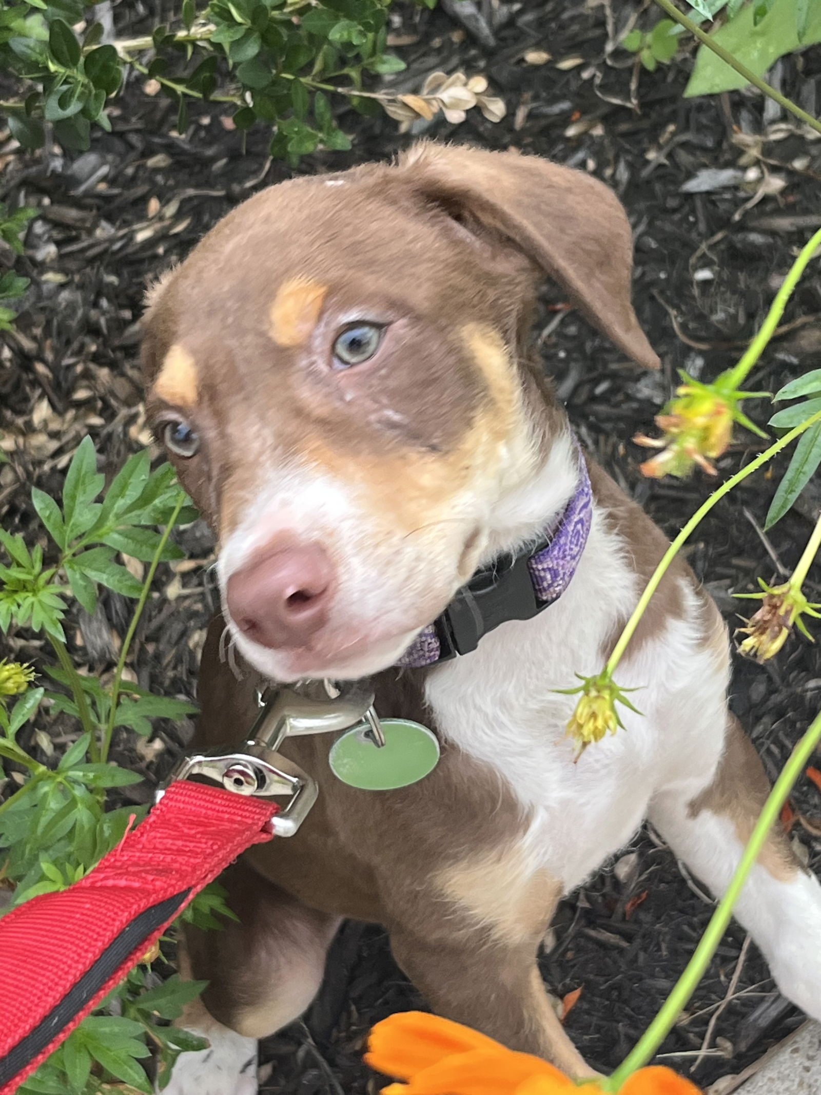 adoptable Dog in Nashville, TN named Archie