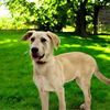 adoptable Dog in  named Lloyd