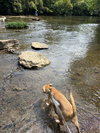 Cooper