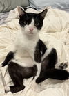 adoptable Cat in Nashville, TN named Pterodactyl