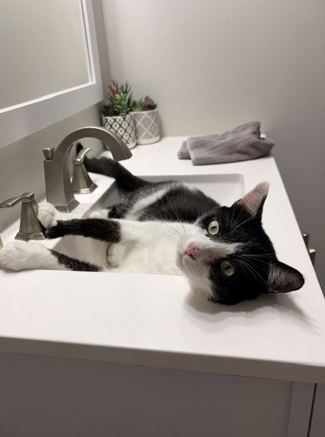 picture of the cat needing adoption