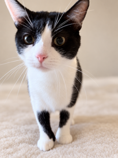 Pterodactyl, a cat for adoption from Proverbs 12:10 Animal Rescue