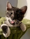 Oliver
