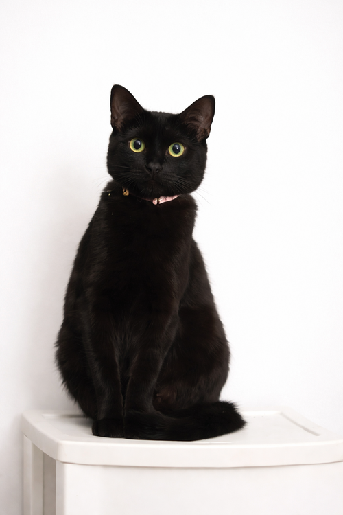 Sheba