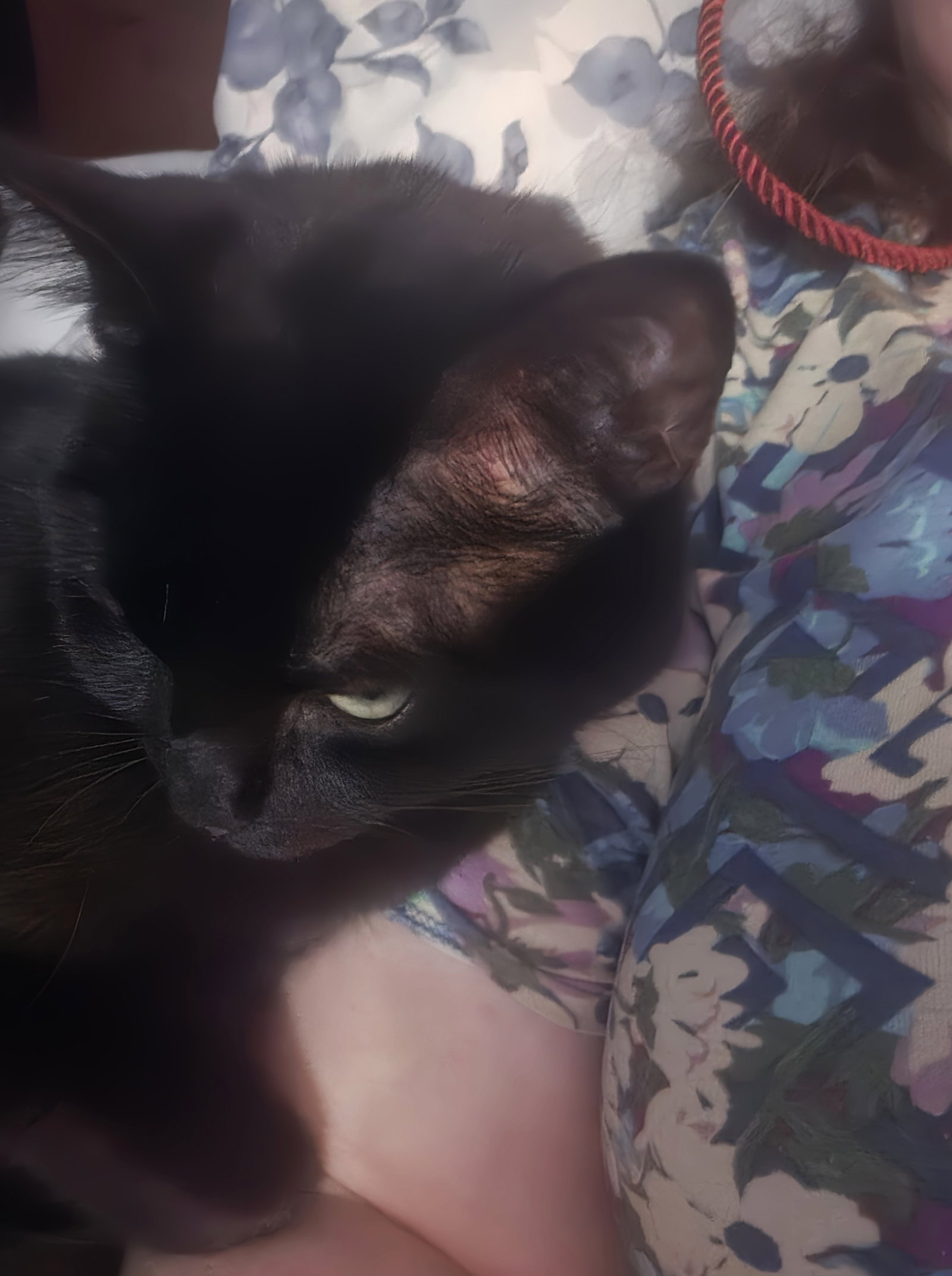 Sheba, photo 4