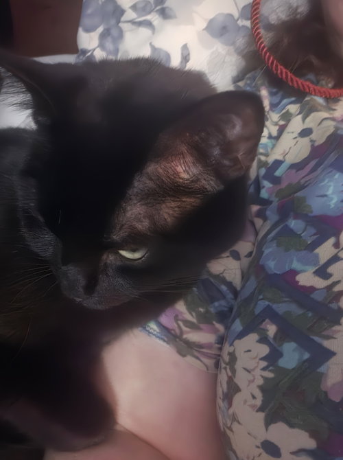 Photo 4 of Sheba
